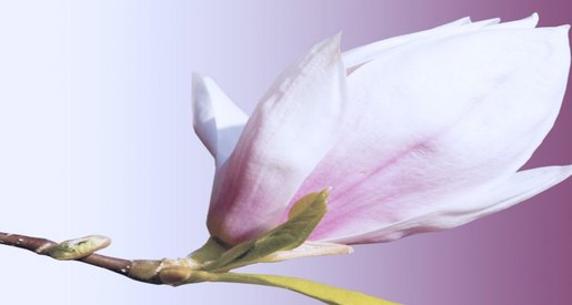 Foto einer Magnolie